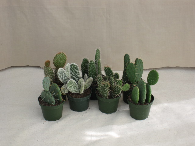 4" Opuntias